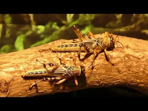 four wise animals on the earth.