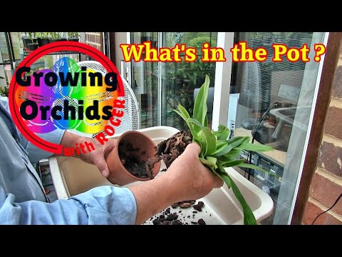 How To Repot a Paphiopedilum Orchid
