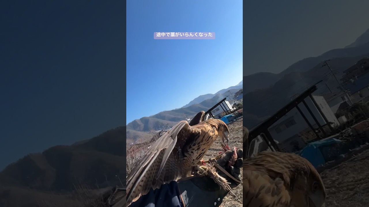 藁よりもうずら！なハリスホーク