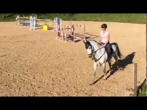 KWPN gelding 8 year old showjumper