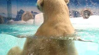 preview picture of video 'Polar bear at Shirahama adventure world/アドベンチャーワールドの北極熊'
