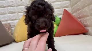 トイプードルの動画01