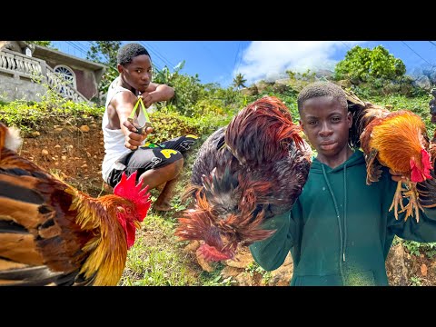 Rooster hunt with slingshot | catch clean cook curry style