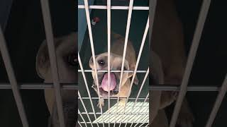 Video preview image #1 Mutt Puppy For Sale in Pasadena, CA, USA