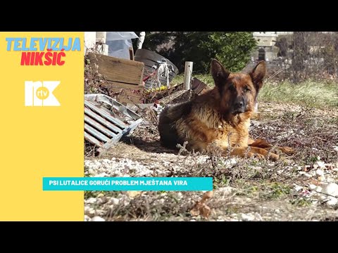 PSI LUTALICE GORUĆI PROBLEM MJEŠTANA VIRA