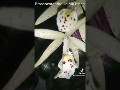 Brassocatanthe Jairak Finch #orchids #Ukraine
