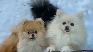 Funny and Cute Dog Pomeranian Funny Puppy Videos #302 Fun baby dog cute puppies playing