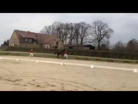 Hengstfohlen v. Zinedine-Cornet Obolensky