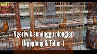 Download lagu ANIS MERAH CUMA IWIK2 Rawat displin ngeplong ,Teller mp3 Download lagu ANIS MERAH CUMA IWIK2 Rawat displin ngeplong ,Teller mp3
