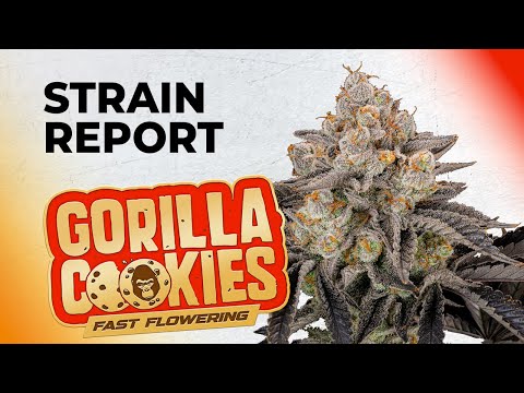 Youtube video preview