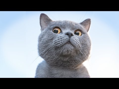 How to Make a Cat Video