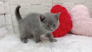 ブリティッシュショートヘアの動画01