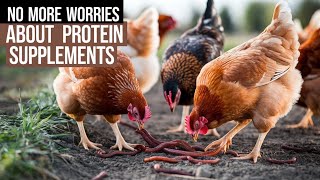 Download lagu 5 Sumber Protein Murah untuk Ayam: LEBIH BAIK DARIPADA PAKAN KOMERSIAL! mp3 Download lagu 5 Sumber Protein Murah untuk Ayam: LEBIH BAIK DARIPADA PAKAN KOMERSIAL! mp3