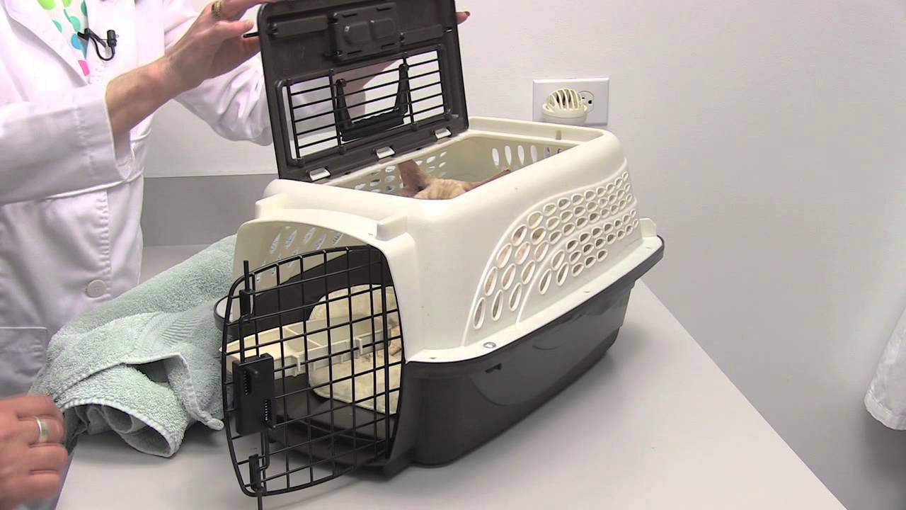 Cat Health and Wellness Tips