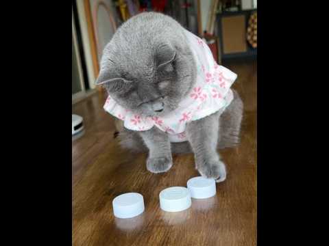 咪为了吃的什么都能学会 #逗猫游戏 #猫咪的专属游戏 #养猫不玩等于白养 #猫咪的迷惑行为 #萌宠出道计划