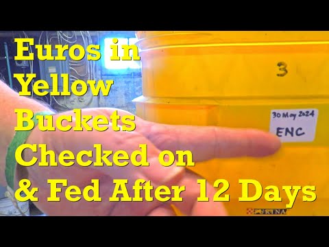 Twelfth feeding for ENC worms in the three 142-day yellow buckets - vermicompost