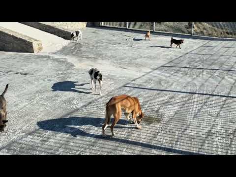 Good Morning From Luna With a Happy Tail! - Takis Shelter