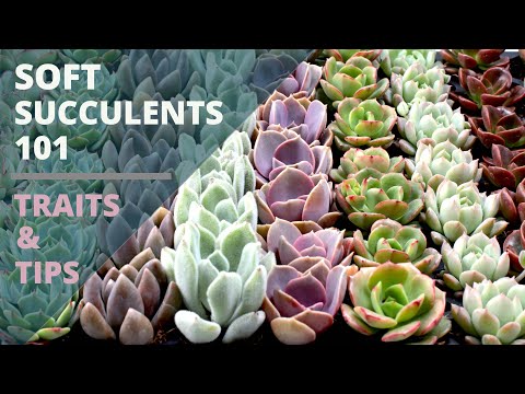 Soft Succulents 101 - Care Tips & Unique Traits