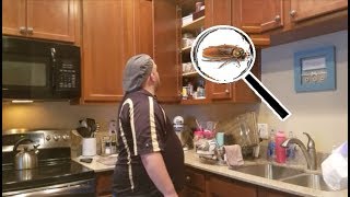 How to Prevent REMOVE Palmetto Bugs in the Home Kitchen & Bathroom