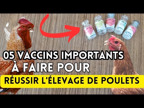 , title : '5 Vaccins Importants à faire pour réussir l'Élevage de Poulets en Afrique.'