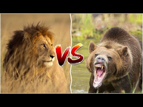 [Animal Comparison] African Lion vs Grizzly Bear | Winning Facts for Both African Lion and Bear