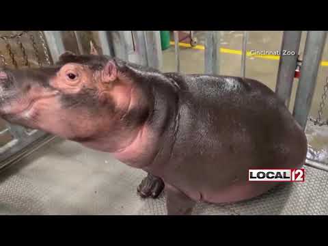 Cincinnati Zoo's Fiona turns 2