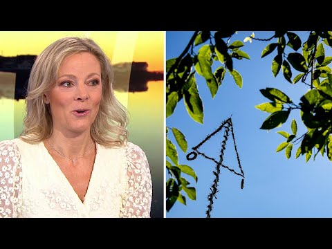 Så blir midsommarvädret | TV4 Nyheterna | TV4 & TV4 Play