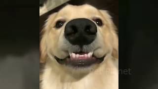 😁 Funniest 😻 Cats and 🐶 Dogs - Awesome Funny Pet Animals Life Video