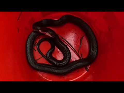 Black snake alerts Bayville, NJ family to mice problem.