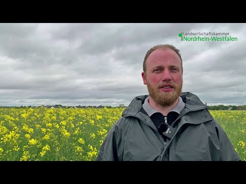 Feldtag Kerpen Buir 2021: Sortenversuch Raps