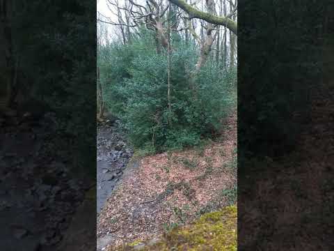 a vid that I took on one of my nature walks :D