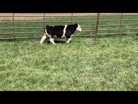 Tag 14 video