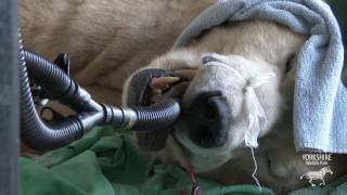 Victor the Polar Bear's Health Check-up