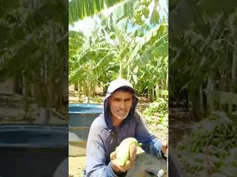 Colheita da banana maçã aqui na roça