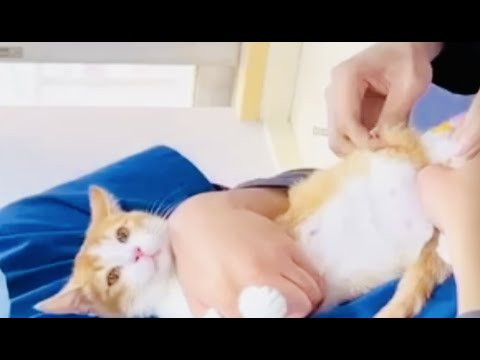 Cat cute lough in house #cat #cute #babyshorts