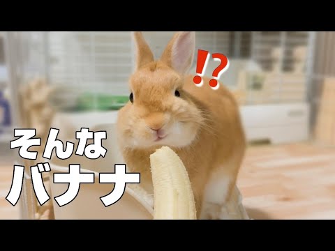 ウサギはバナナを食べてもいいのでしょうか?