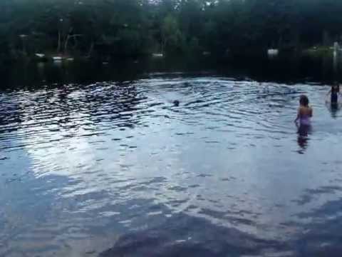 Bailey swimming at Brooks Pond