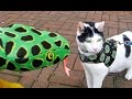 St. Patrick's Day video: SHAMROCK MAGIC | Cute Cat Kal & Snakes Happy & Funny Movie St. Patrick's Day video: SHAMROCK MAGIC | Cute Cat Kal & Snakes Happy & Funny Movie