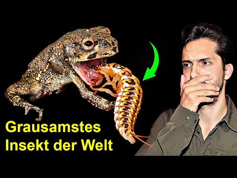 Grausamstes Insekt der Welt! Schau, was es macht!