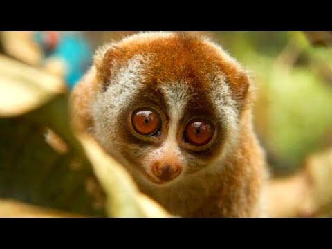 TOP 10 ANIMALI ADORABILI DA NON TOCCARE!  NON TOCCATE MAI QUESTI ANIMALI BELLI MA PERICOLOSI