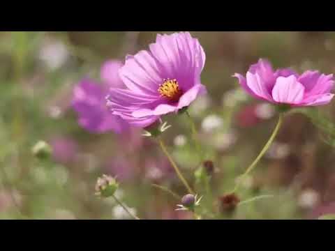 The Cultural Echoes of Mali's Classical Music with Global Landscapes