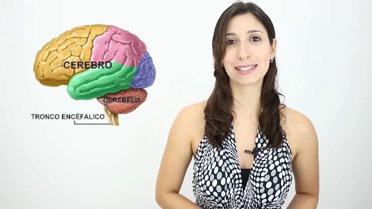 Neuroanatomia e Neurofisiologia - Aula 1
