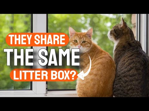 🙀🐱¿CAN Two CATS Use the Same LITTER BOX?