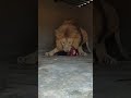 LION Guards Food