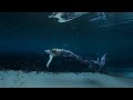 Time In A Bottle Mermaid Video The Best Mermaid Videos From Trésor De La Mer