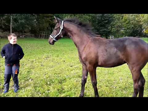 Stutfohlen v. Destano-Paradiesvogel-Kolibri