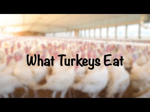 , title : 'What Turkeys Eat'