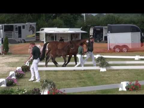 "Flashback" HF 2013 v. Feedback x De Niro