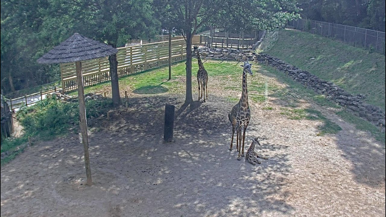 EarthCam Live: Giraffe Paddock Cam - Greenville, SC