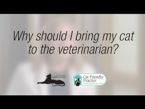 Why should I bring my cat to the veterinarian?